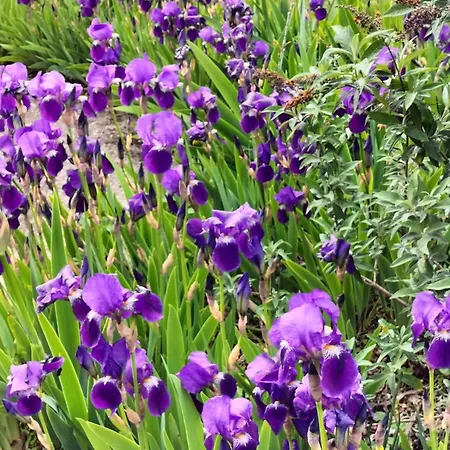 Lägenhet Le Des Trois Seigneurs *